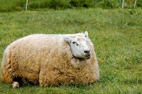 beige Sheep lays down on meadow