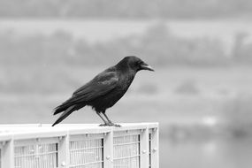 crow on white parapet in black and white background