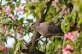 Dove in wildlife