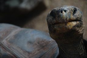 Turtle Portrait