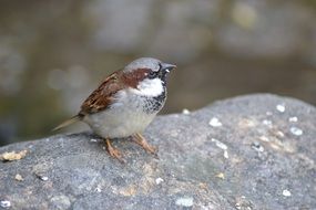 tiny sparrow on the rock