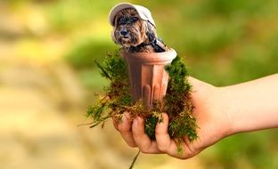 Miniature Dog in pot on hand