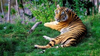 Bengal tiger in the wild in Asia