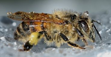 Insects Hymenoptera