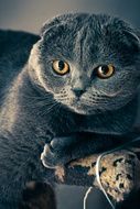 Grey Cat with Folded ears