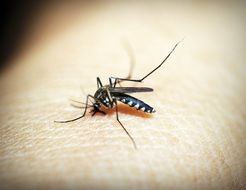 mosquito as a source of malaria