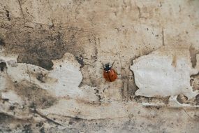 Black and orange ladybug on dirty wall