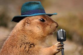 steppe dog as a musician