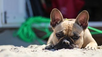 Bulldog Beach Coast Domburg