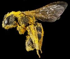 sweat bee on black background