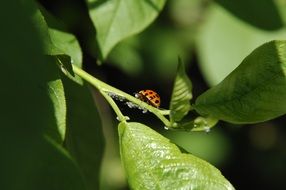 ladybug among green foliage