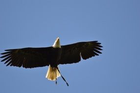 Bald Eagles in the sky