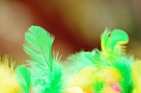 green and yellow feathers