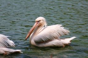 white pelicans on the water