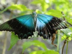 turquoise butterfly on a plant