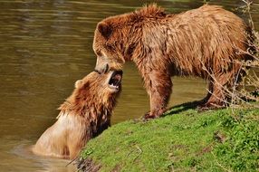 two bears playing with each other