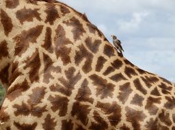 bird on the back of a giraffe