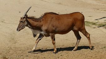 photo of wild horned animal