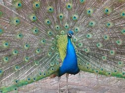 beautiful Bird Peacock
