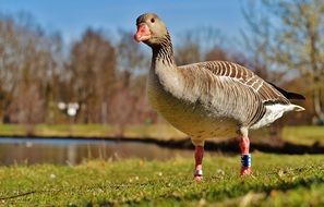 wonderful and beautiful Goose