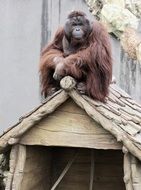 Orangutan sitting on roof