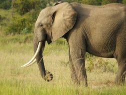 picture of wild Elephant in Africa