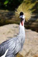 noble grey crowned crane