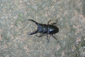black deer bug on a stone
