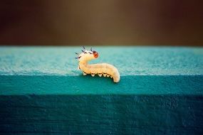 yellow millipede on a green bench