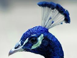 peacock head on blurred background