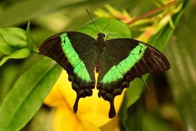 black butterfly with green stripes on a green leaf