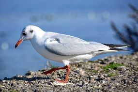 Butterworth Seagull