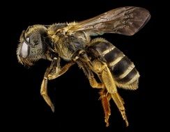 bee on a black background