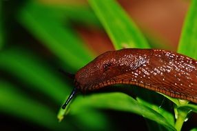 brown snail on the plant
