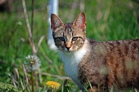 young homeless cat in grass