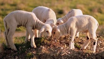 flock of lambs