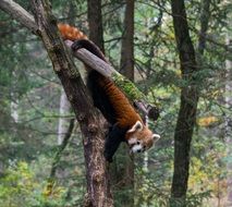 fox on the tree