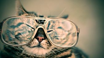 cute Cat in big Glasses portrait