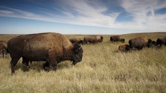 flock of buffalo on tall grass