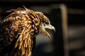 bird of prey with its beak open