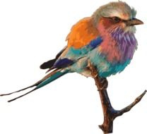 beautiful drawing of a multi-colored bird