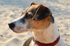 Dog Terrier Beach Pet Greyhound