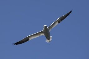 white seagull with gray wings high in the sky