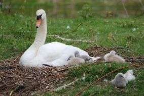 white Swan with Young Small swans