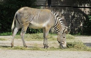 cute Zebra animal grazing in zoo