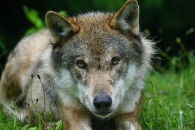 the wolf lies in the meadow