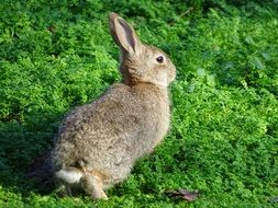 gray hare on green grass