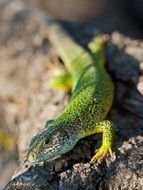 wonderful and beautiful Lizard