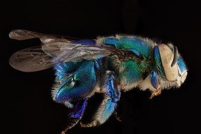 blue gradient coloured Orchid Bee at dark background