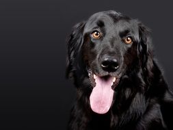 Poland of Hovawart dog